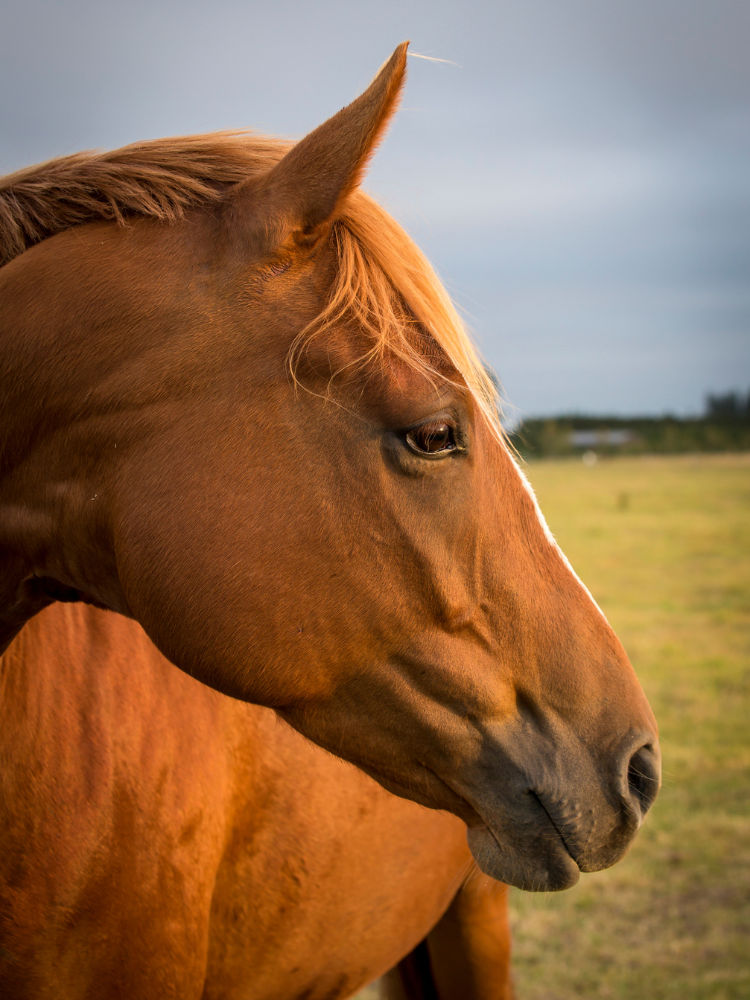 350+ Chestnut Horse Names