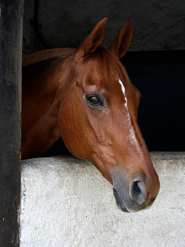 260+ French Horse Names