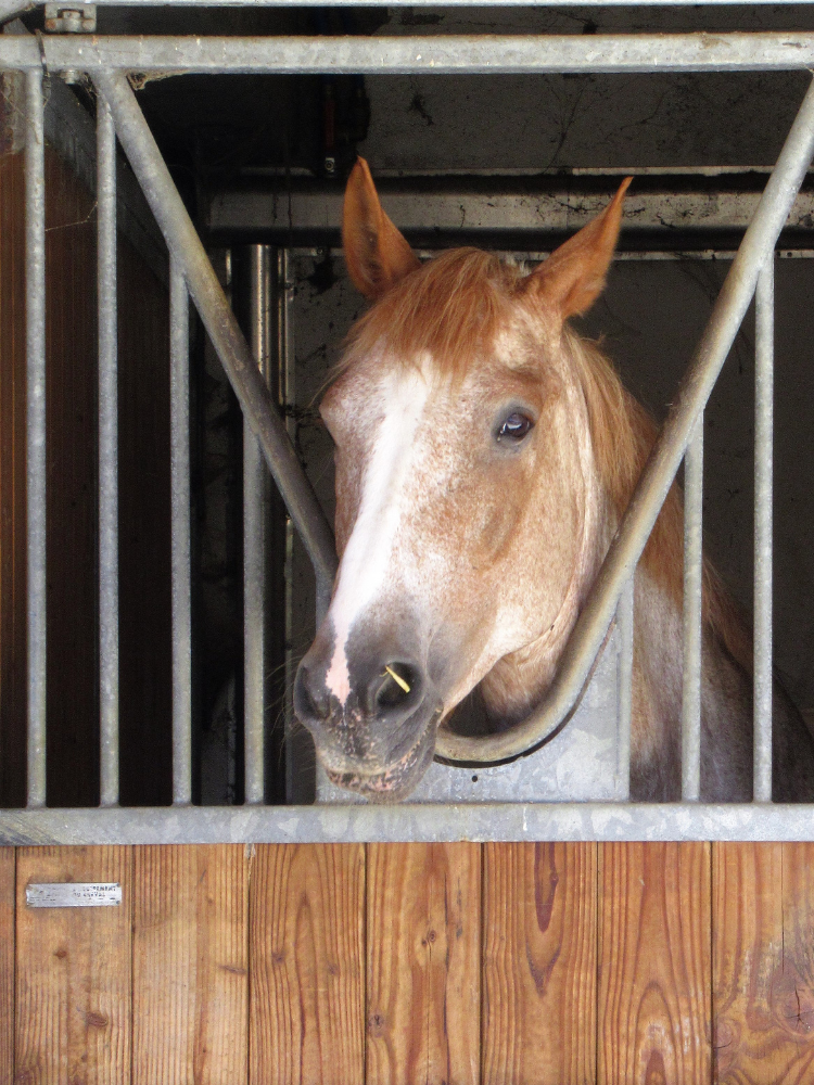 280+ Red Roan Horse Names