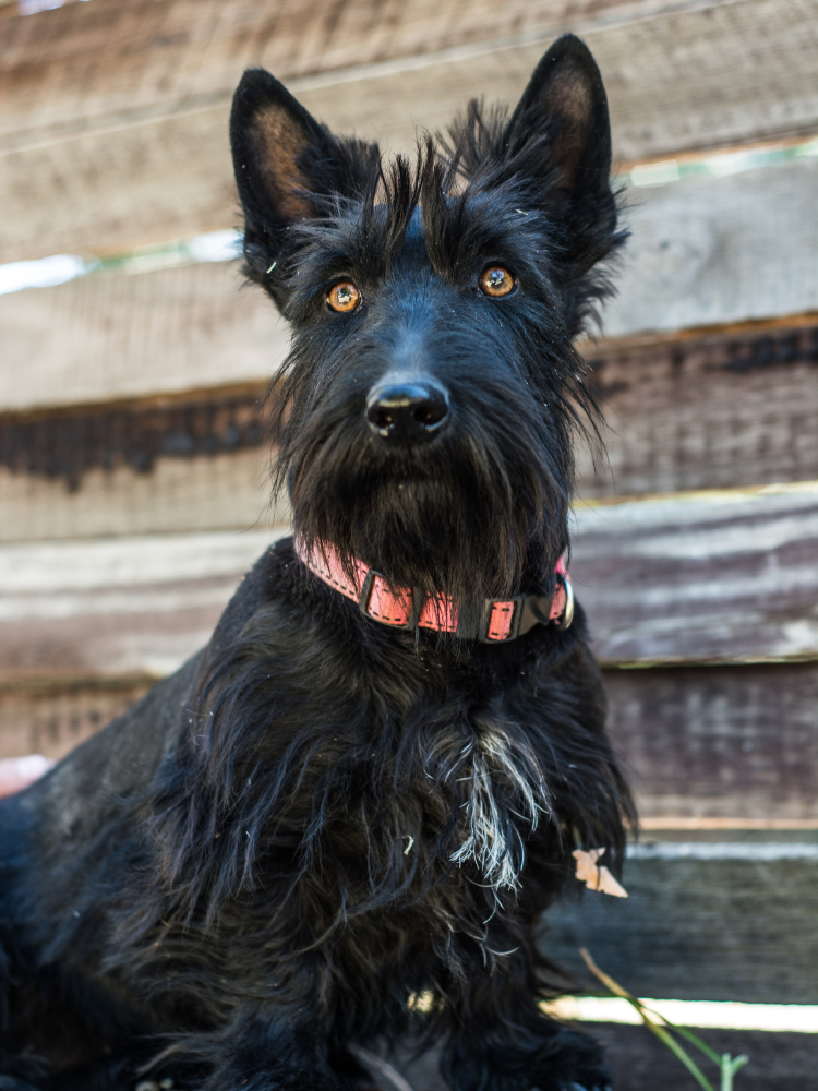 250+ Scottish Terrier Names