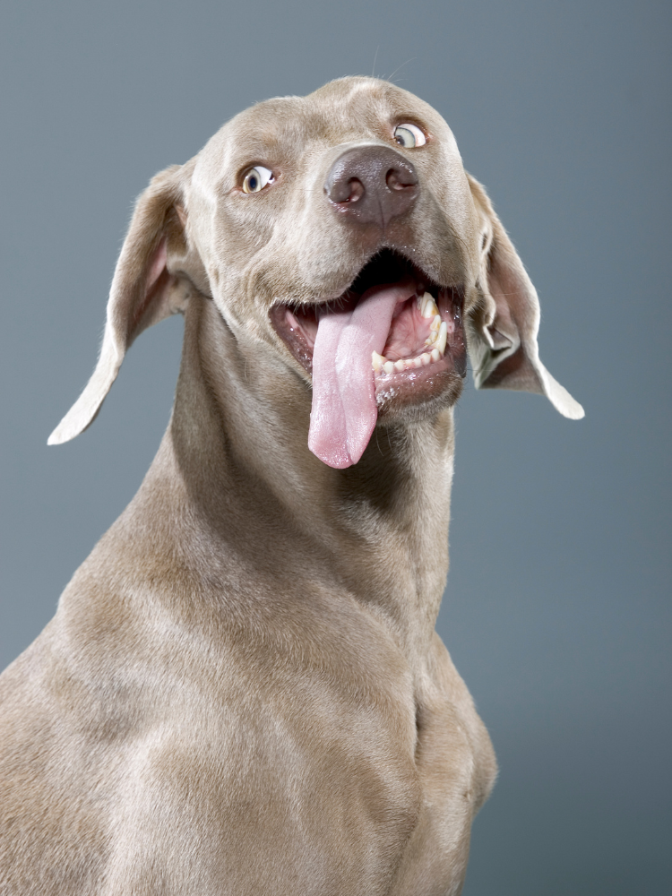 280+ Weimaraner Names