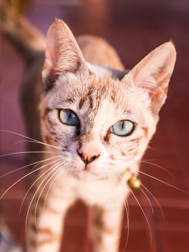 150+ Cat Names Beginning With K