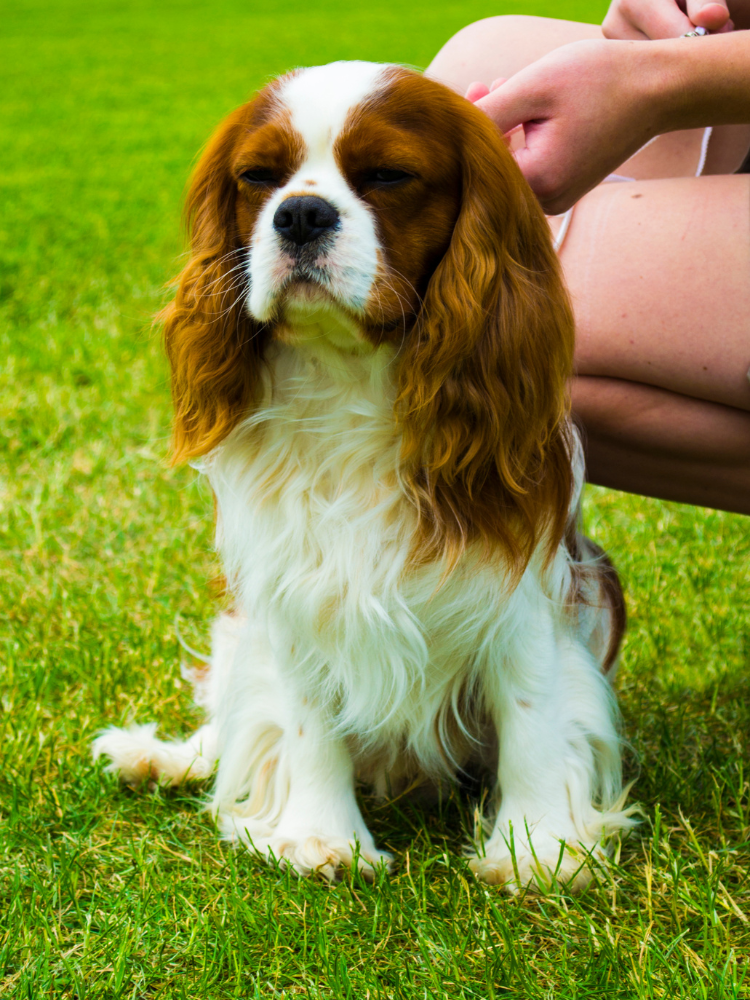 270+ Cavalier King Charles Spaniel Names