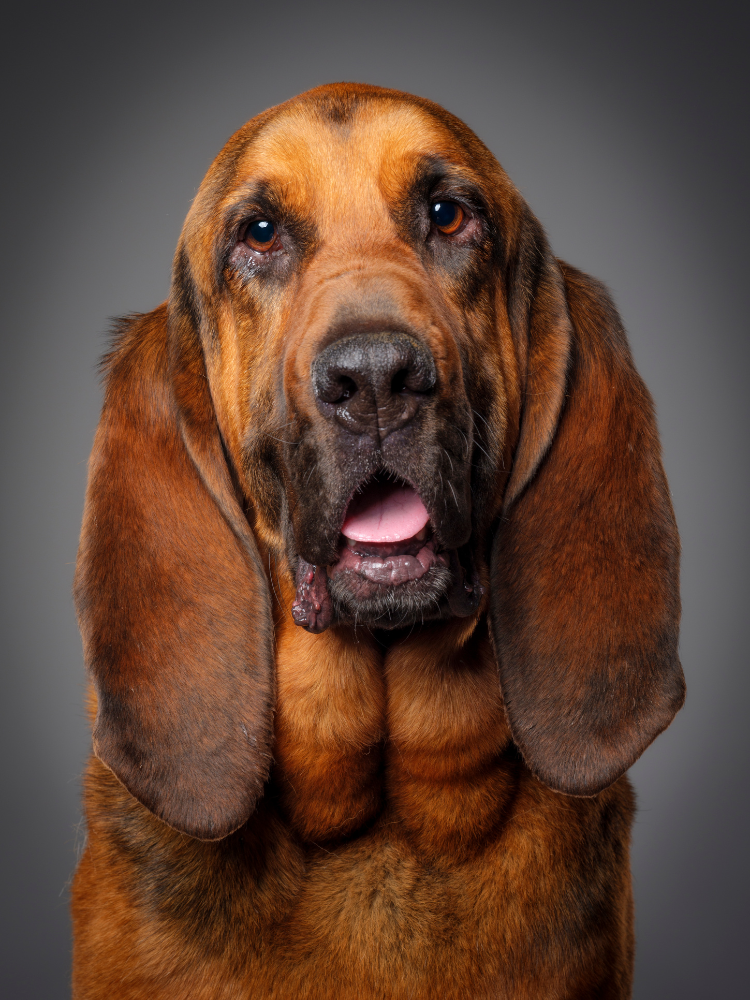 260+ Bloodhound Names