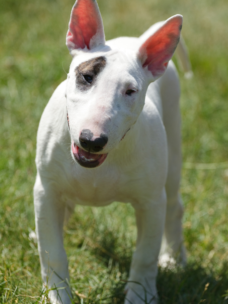 240+ Bull Terrier Names