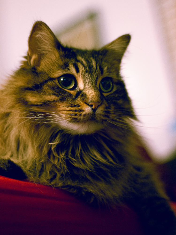 150+ Cat Names Beginning With W