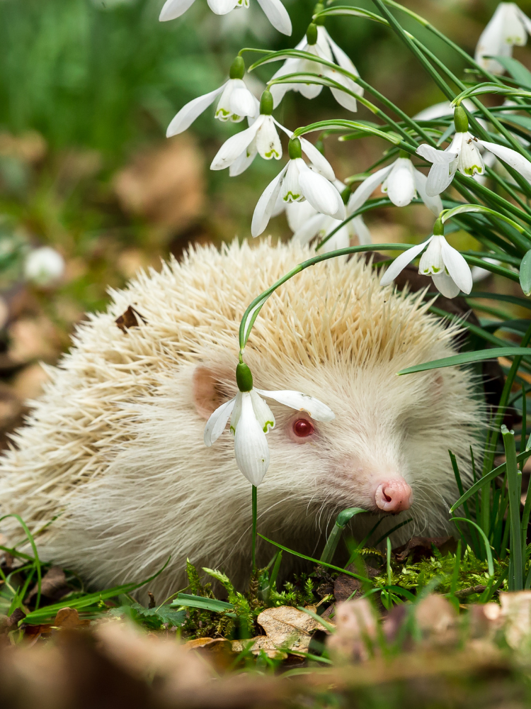 220+ Albino Hedgehog Names