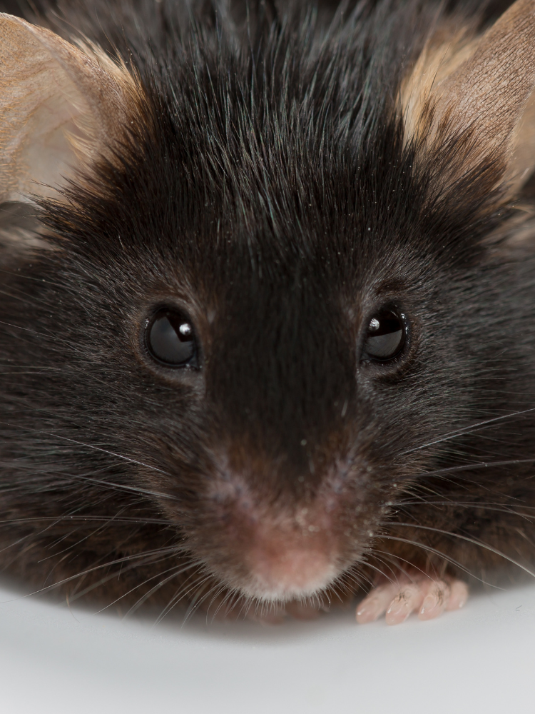 210+ Black Mouse Names