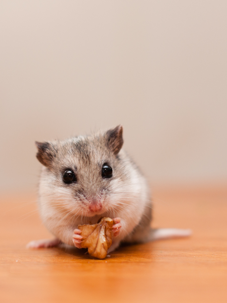 230+ Chinese Hamster Names