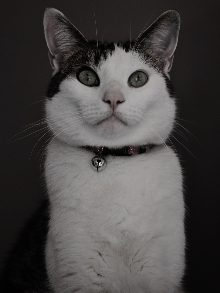 230+ Royal Cat Names