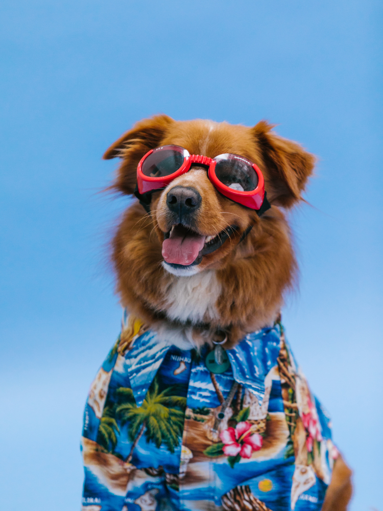 270+ Unusual Dog Names