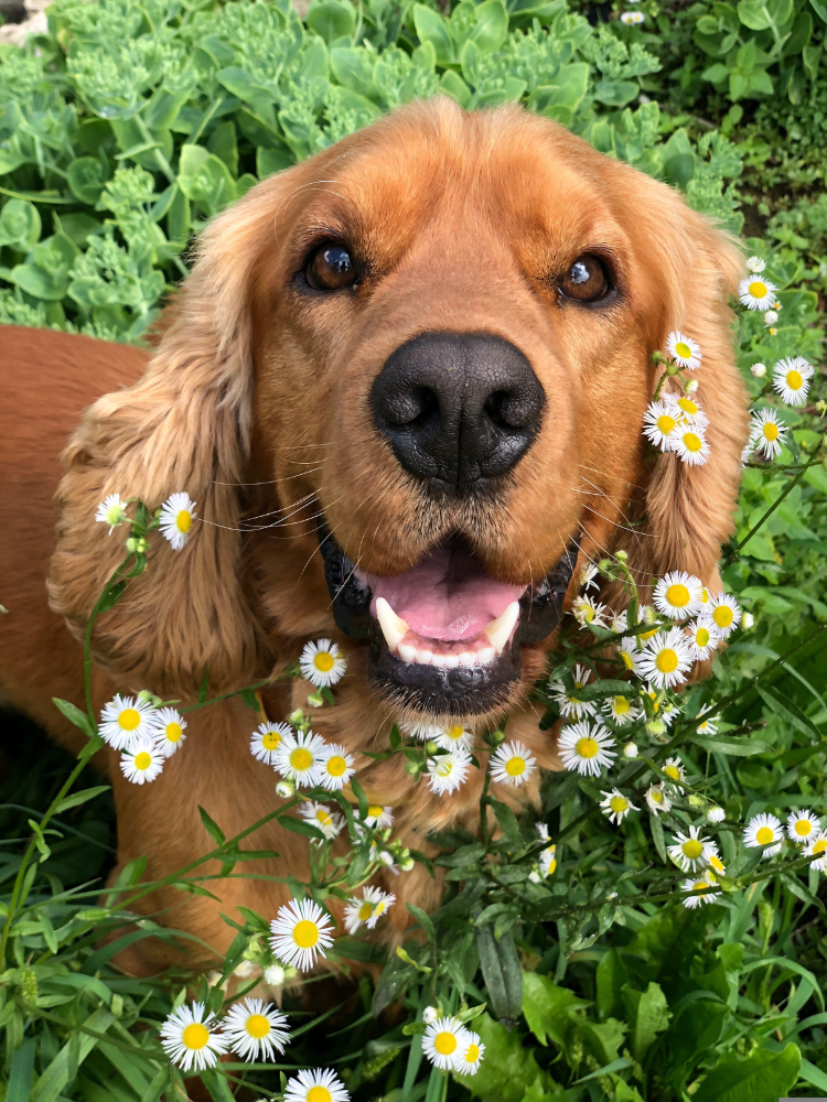 250+ Biblical Dog Names