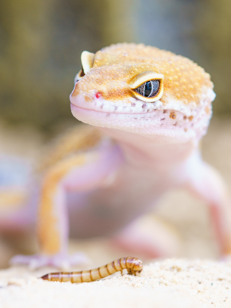 230+ Flame Crested Gecko Names