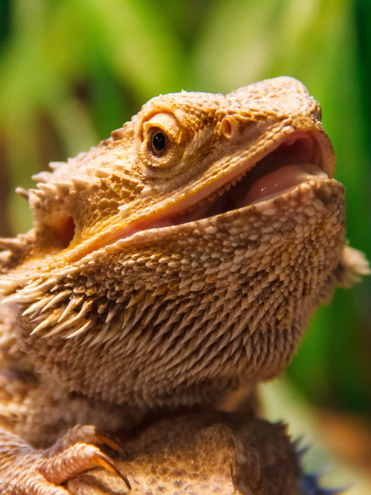 230+ Hypo Bearded Dragon Names
