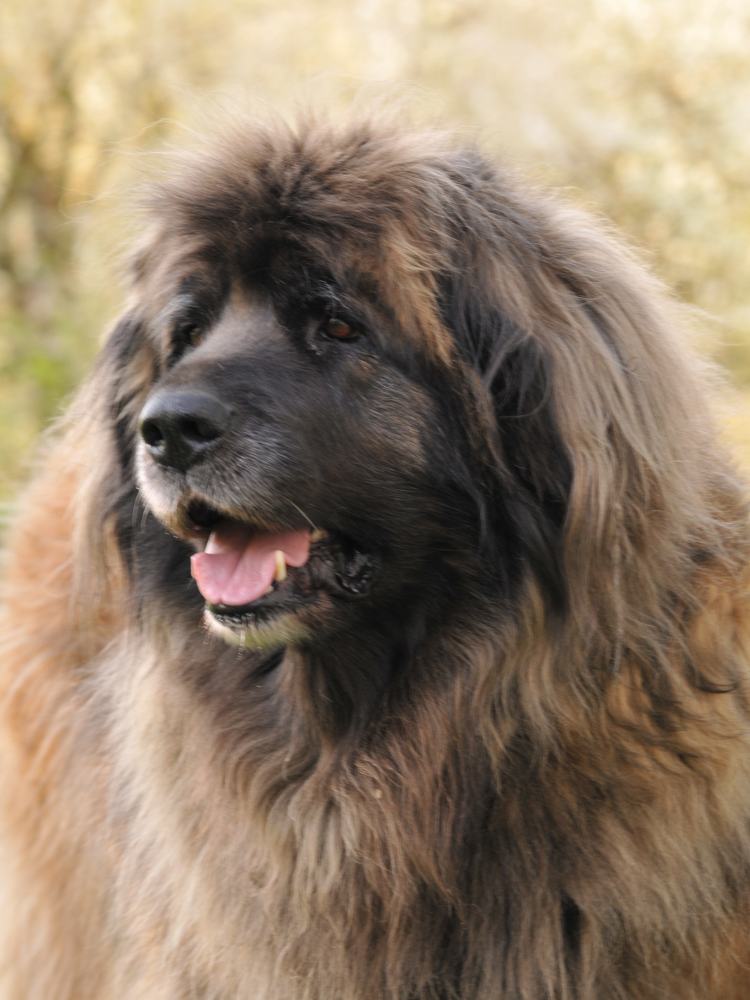 270+ Leonberger Names