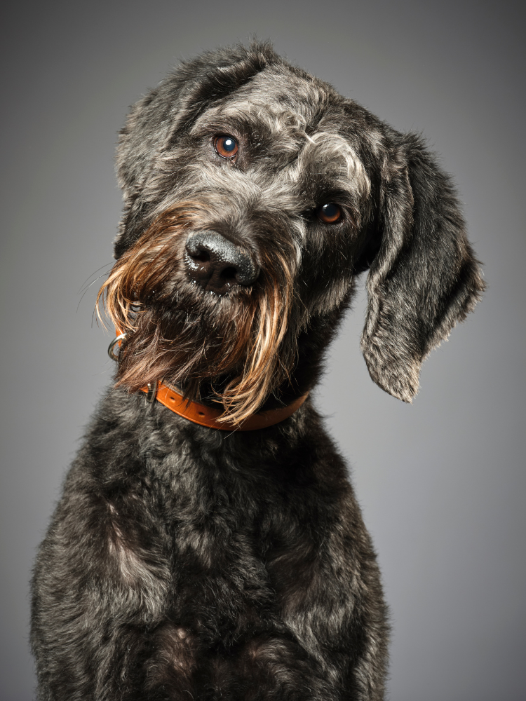 280+ Giant Schnauzer Names