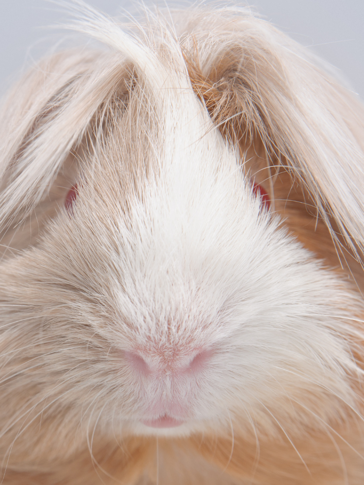 260+ Peruvian Guinea Pig Names