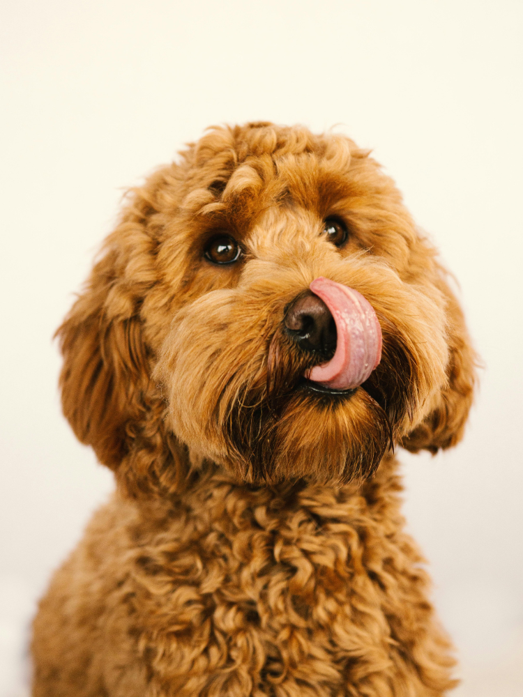 240+ Punny Dog Names