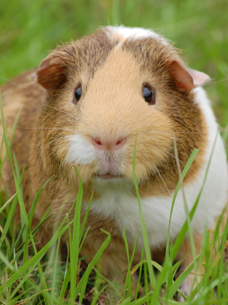 230+ Teddy Guinea Pig Names