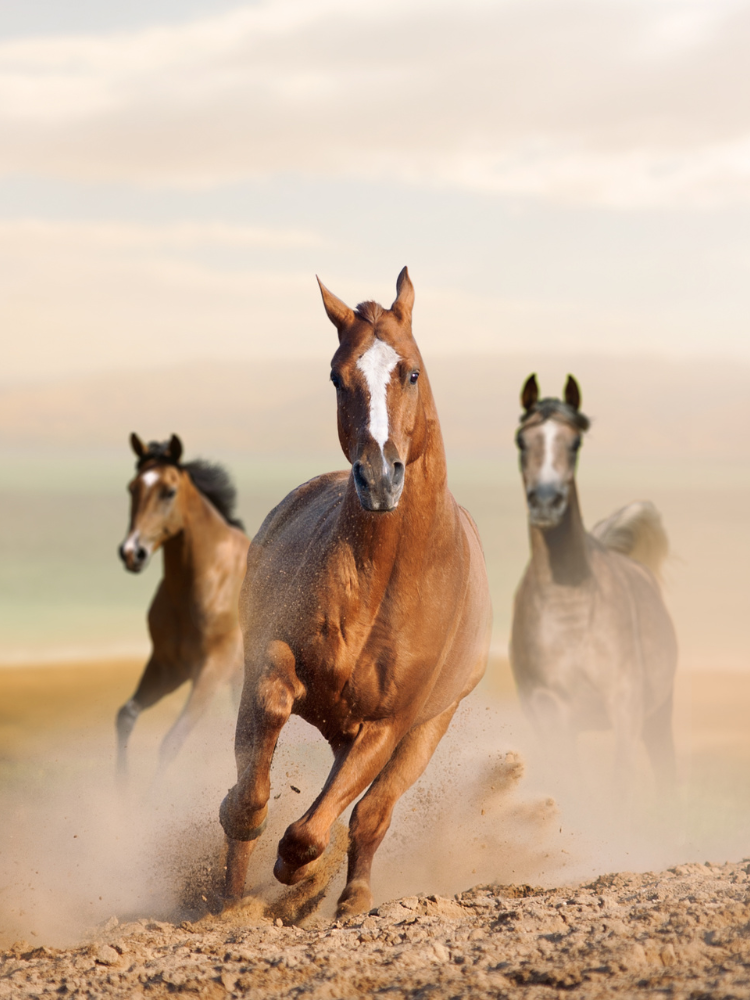 200+ Fast Horse Names