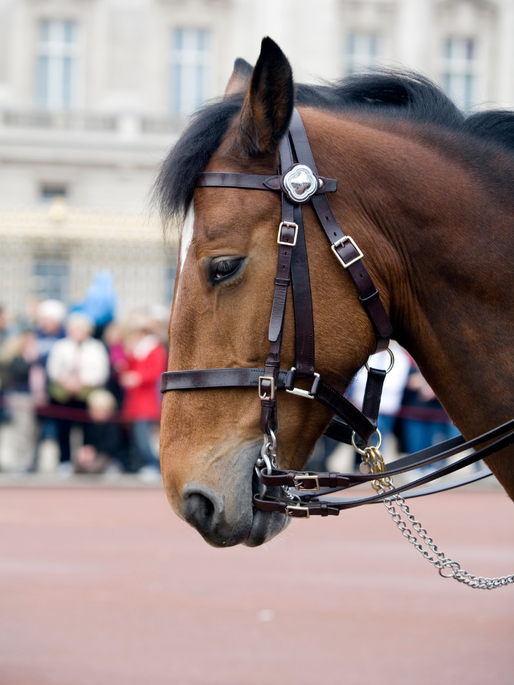 290+ Royal Horse Names