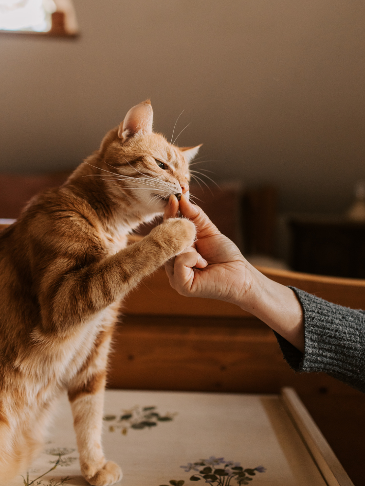 170+ Cat Names Beginning With N