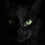 Kylo Ren, macro photography of black cat