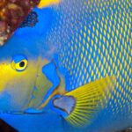 A queen angelfish. , blue and yellow fish in water