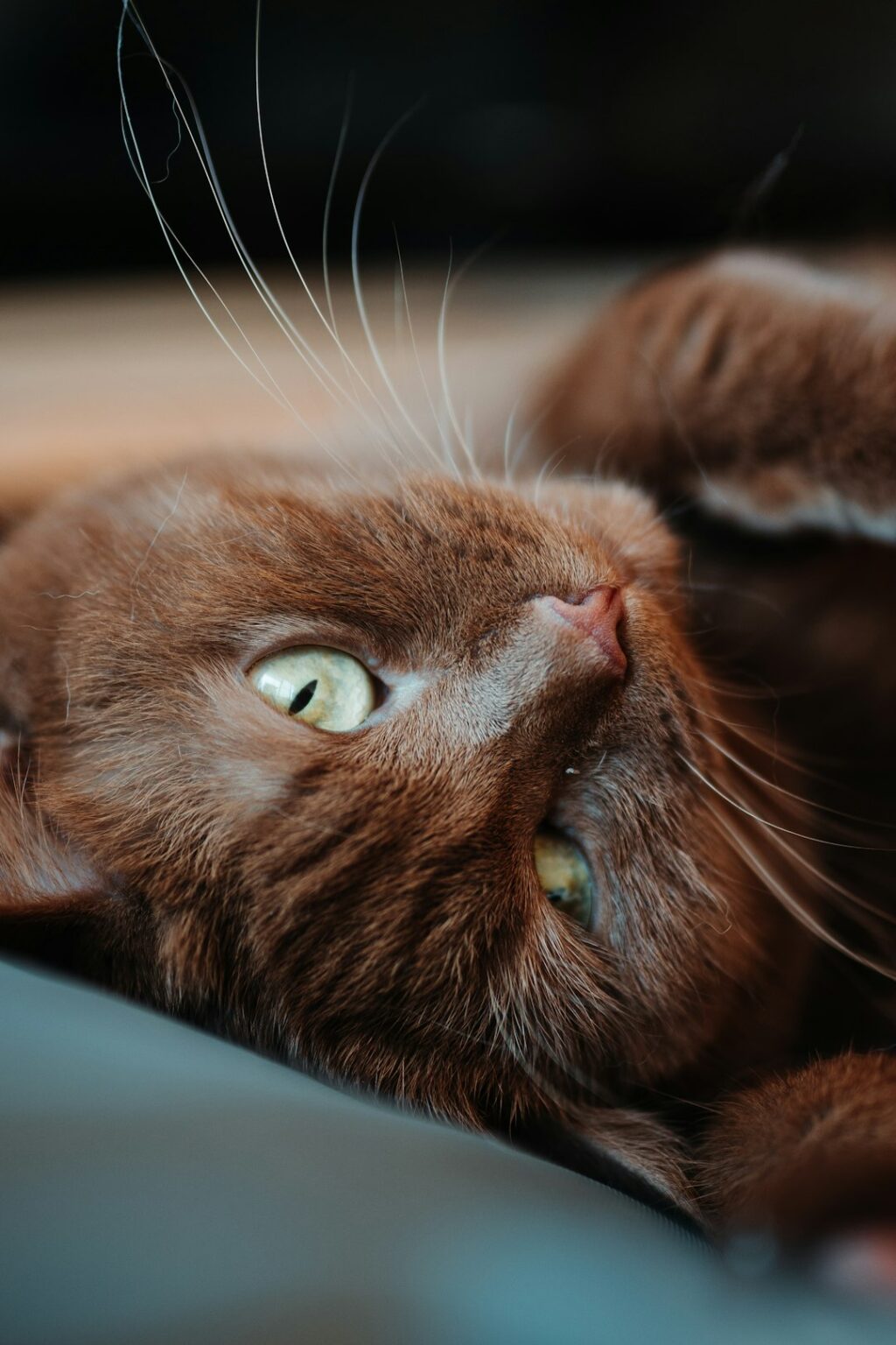  260+ Brown Cat Names - Name My Pet Motiv 