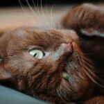 , brown cat lying on white textile