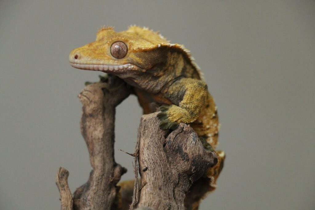 230+ Crested Gecko Names