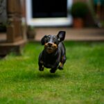Silly sausage, black and tan short coat small dog on green grass field during daytime