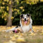 , white black and brown long coated dog lying on ground during daytime