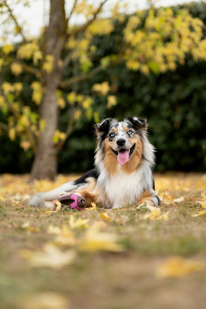 250+ Australian Shepherd Names