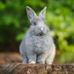 , gray rabbit on brown wood log