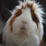 , medium coated white and brown animal