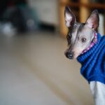 American hairless terrier in blue clothes, a dog wearing a blue sweater standing on a wooden floor