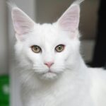 , white cat in close up photography