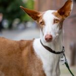 , a close up of a dog on a leash