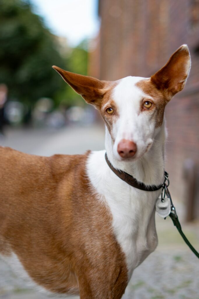 260+ Ibizan Hound Names