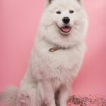 Photo of my dog with a pink background., white long coat small dog