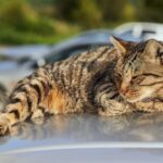 A street cat basking on car. Fluffy striped street cat resting on the car on a sunny summer day, brown tabby cat on white table