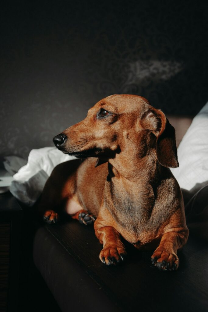 270+ Dachshund Names