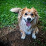 , A brown and white dog sitting on top of a green field