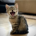 , silver tabby kitten on floor