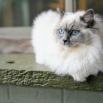 Ragdoll cat relaxes on a windowsill., white and gray long fur cat on green wooden surface