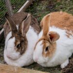 , a couple of bunnies in a cage