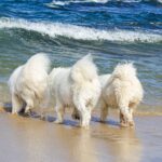 , three white dogs playing in the water at the beach