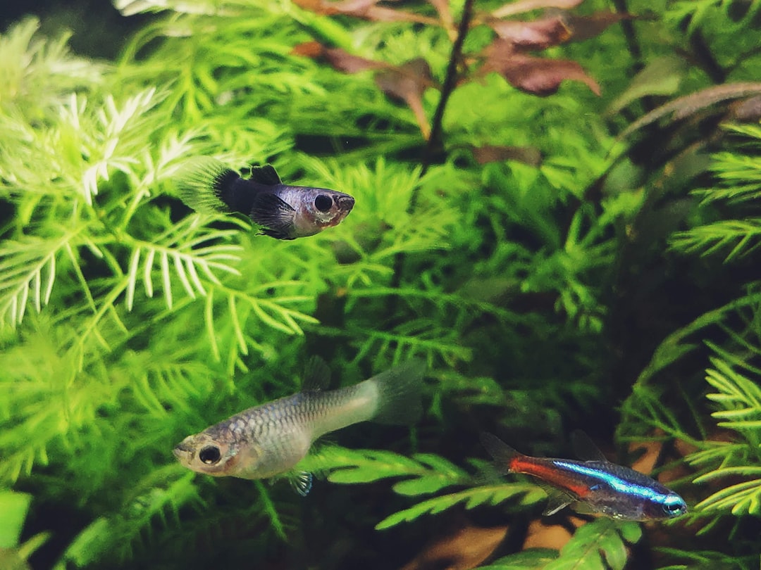 260+ Guppy Names - Name My Pet