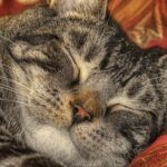 My cat doing what he does best., silver tabby cat lying on orange textile
